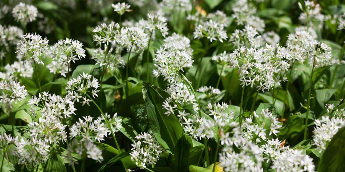 Bärlauch Allium Ursinum Bärlauch blüht weiße Blüten