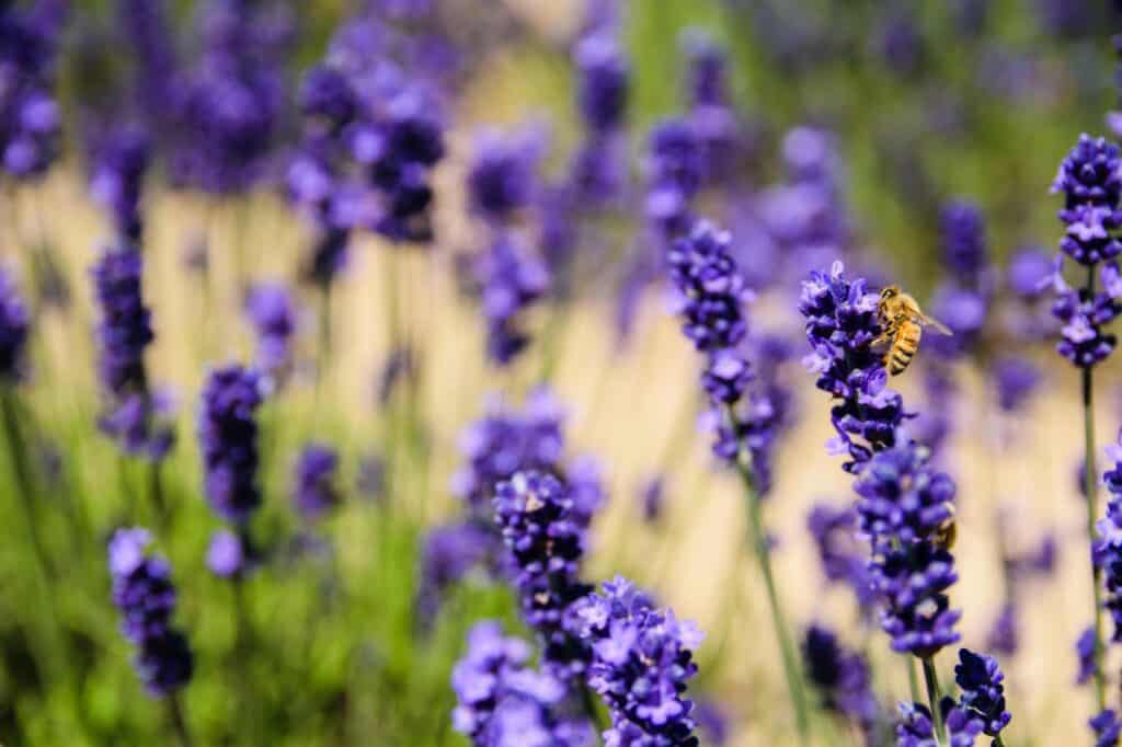 Biene, die Lavendelblüten bestäubt