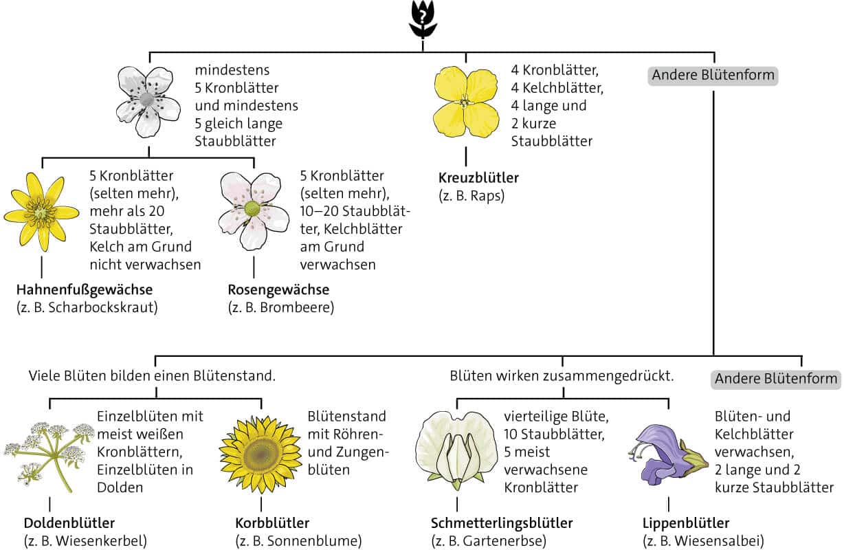 Blütenfamilien und ihre Blütenformen