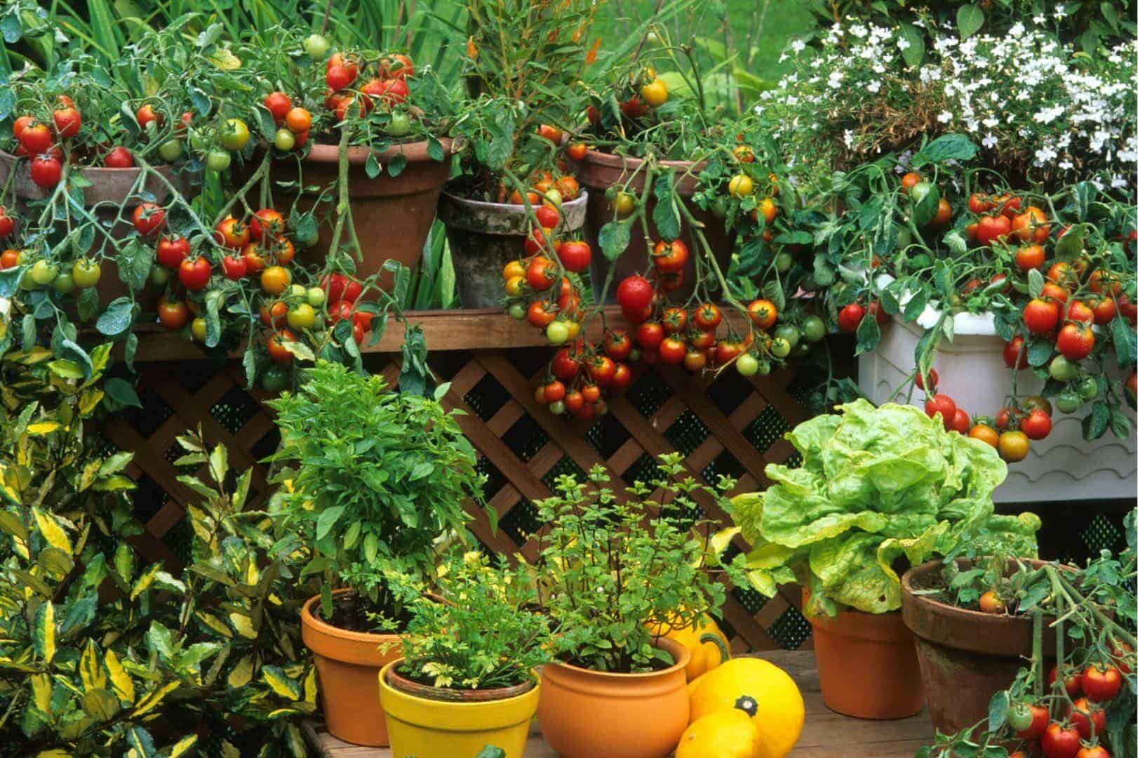 Garten Balkon Gemüse Selbstversorgung Anbau Pflanzkübel