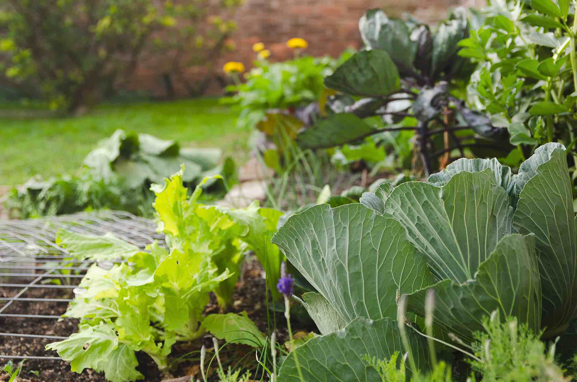 Gute Nachbarn schlechte Nachbarn im Garten Tabelle PDF Titelbild