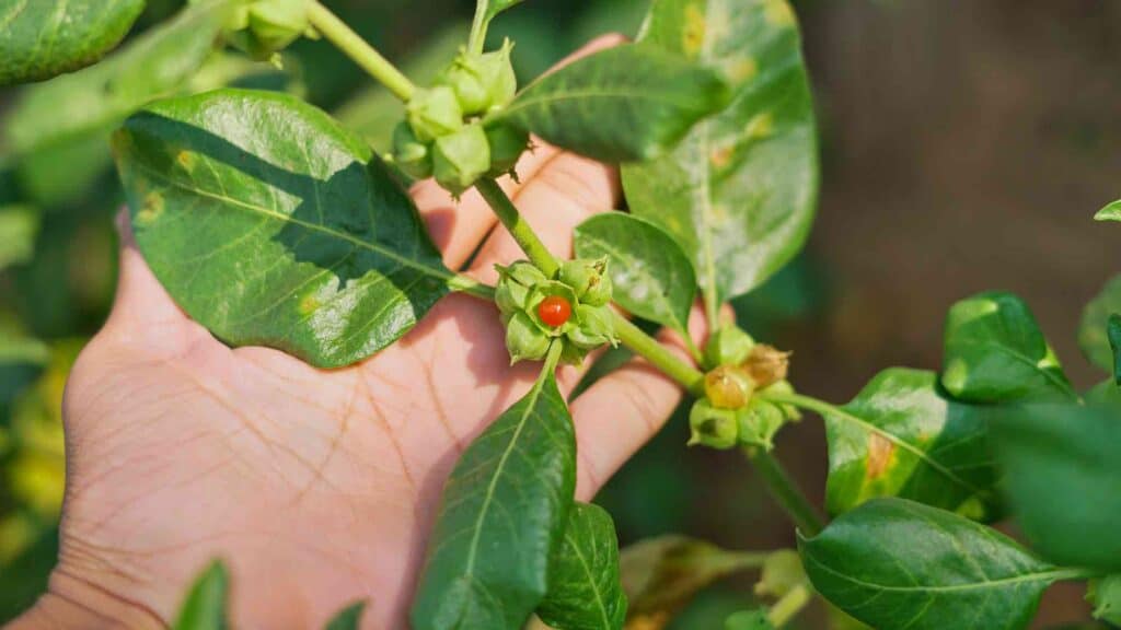 hand hält ast von adaptogener wildpflanze ashwagandha schlafbeere