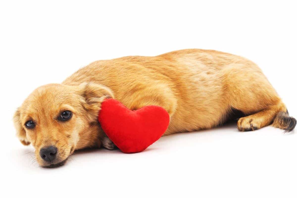Hund Herz gesundes Herz-Kreislauf-System Haustier