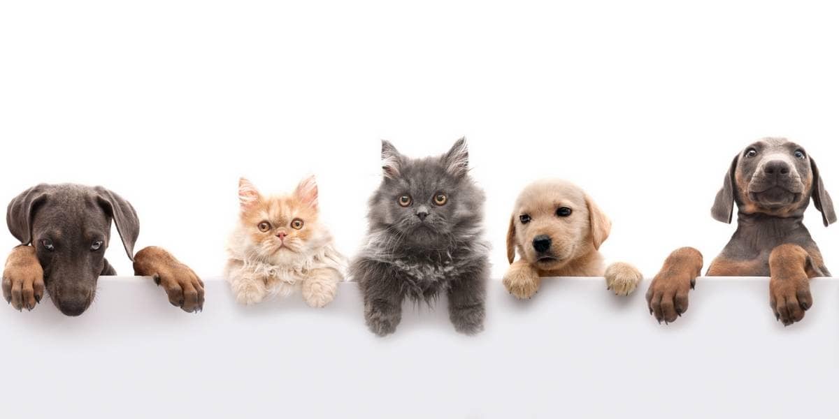 gesund Dank Katze und Hund Titelbild Hunde Katzen Haustiere pelzige Trostspender Fellfreunde