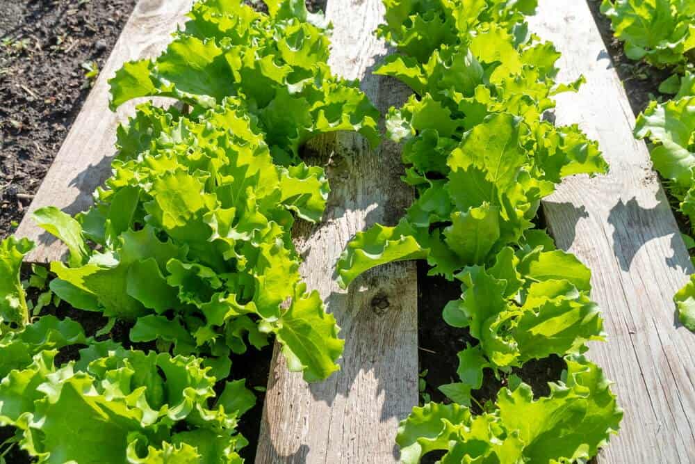 pflanzabstand gemüse tabelle junger gruener Salat