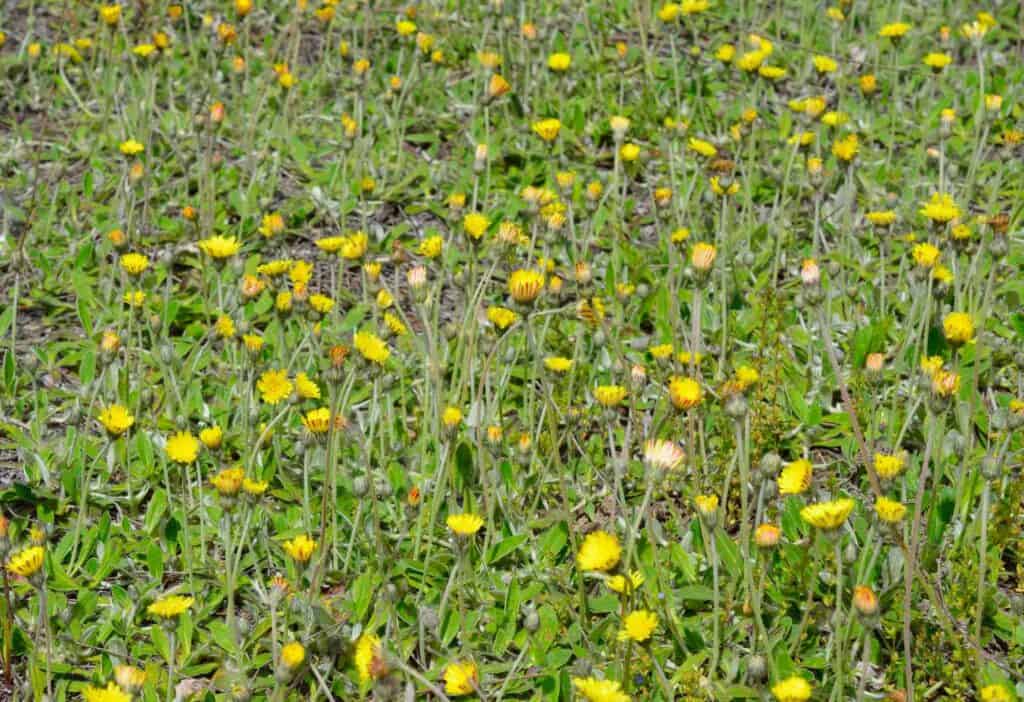 Kleines Habichtskraut Hieracium pilosella Blüten