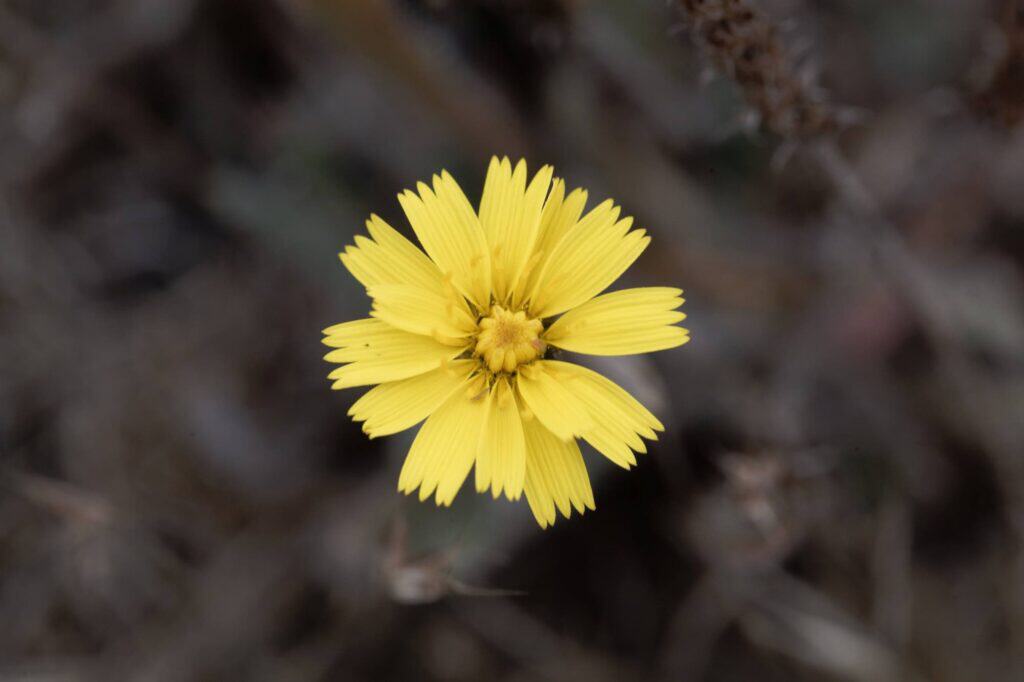 kleines habichtskraut gelbe blüten