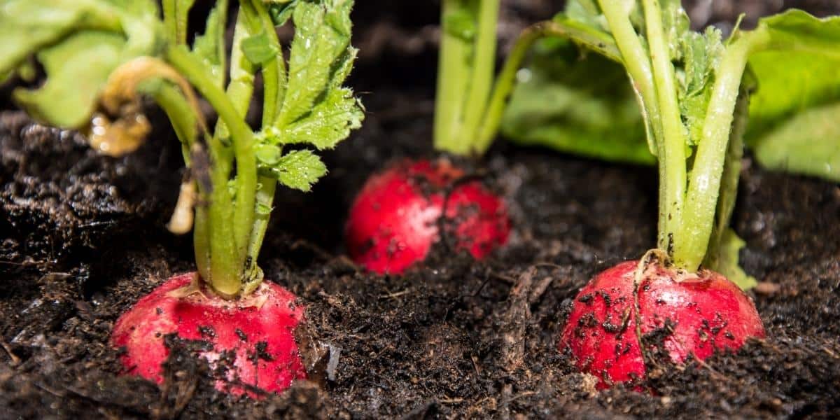 Radieschen Anbauen Einfache Anleitung 2 Gesunde Rezepte