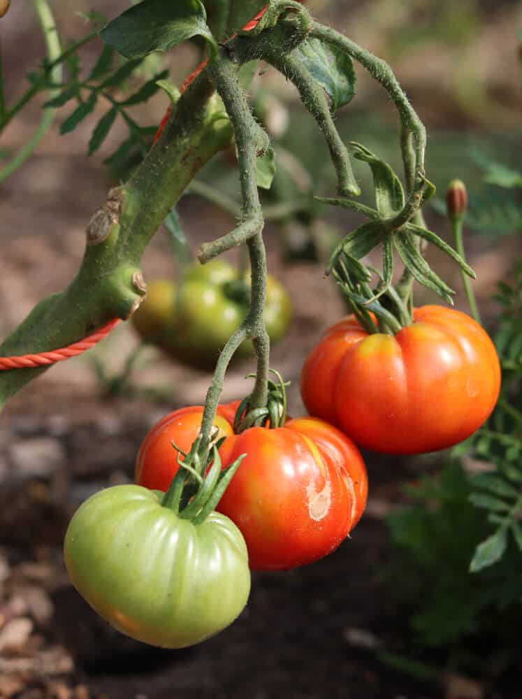pflanzabstand gemüse tabelle  reife Tomaten