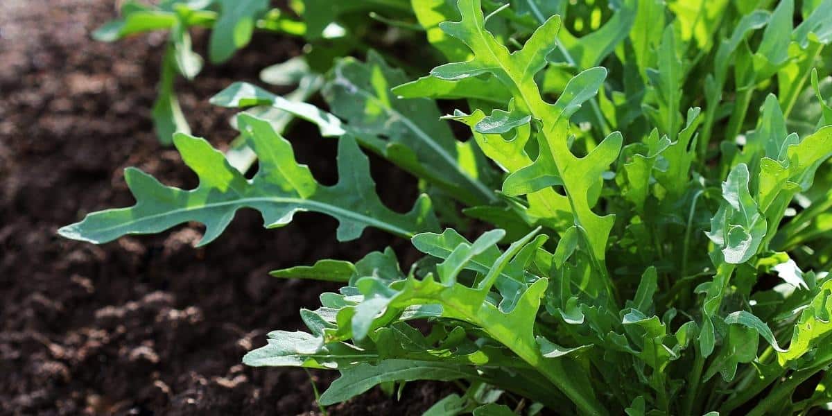 Rucola Mischkultur Titelbild