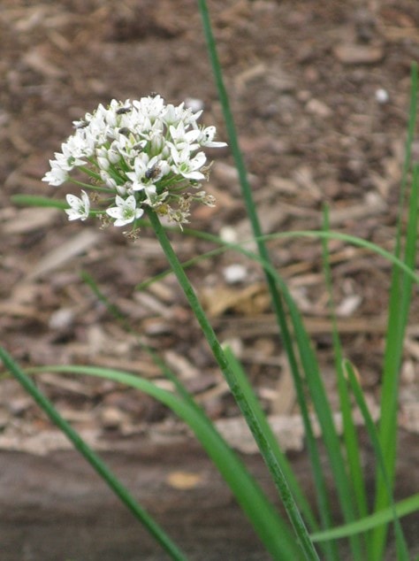 Schnittknoblauch-Blüte