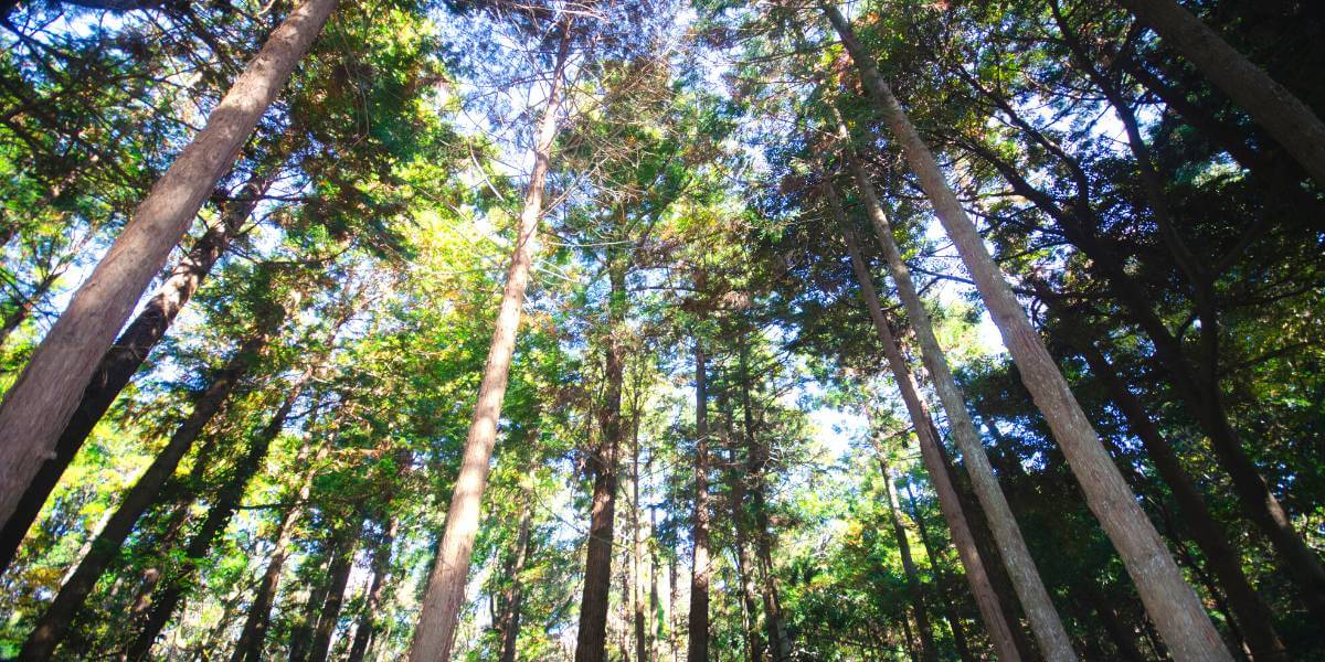 Waldbaden – Wie Du Dein Immunsystem Natürlich Stärken Kannst