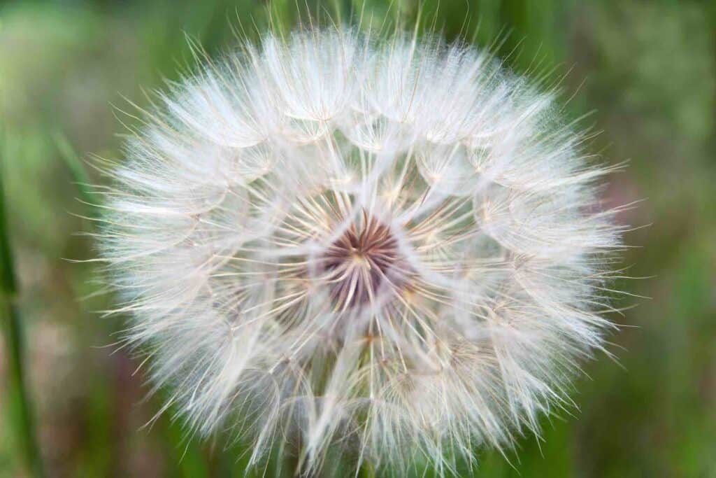 Wiesenbocksbart Pusteblume