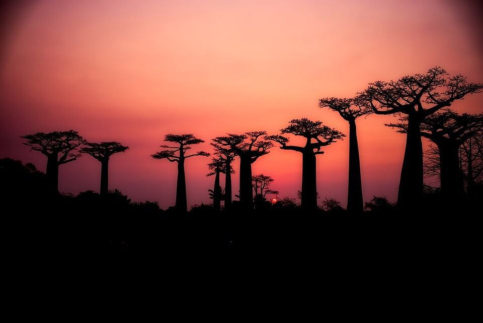 Sonnenuntergang Baobab Baum