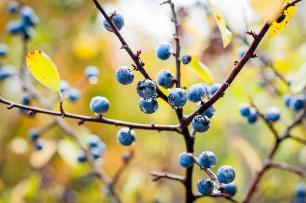 baum mit essbaren früchten Schlehe Prunus spinosa