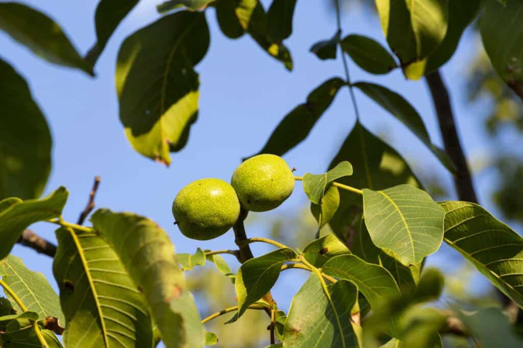 zwei reife essbare früchte hängen am Walnussbaum Juglans regia