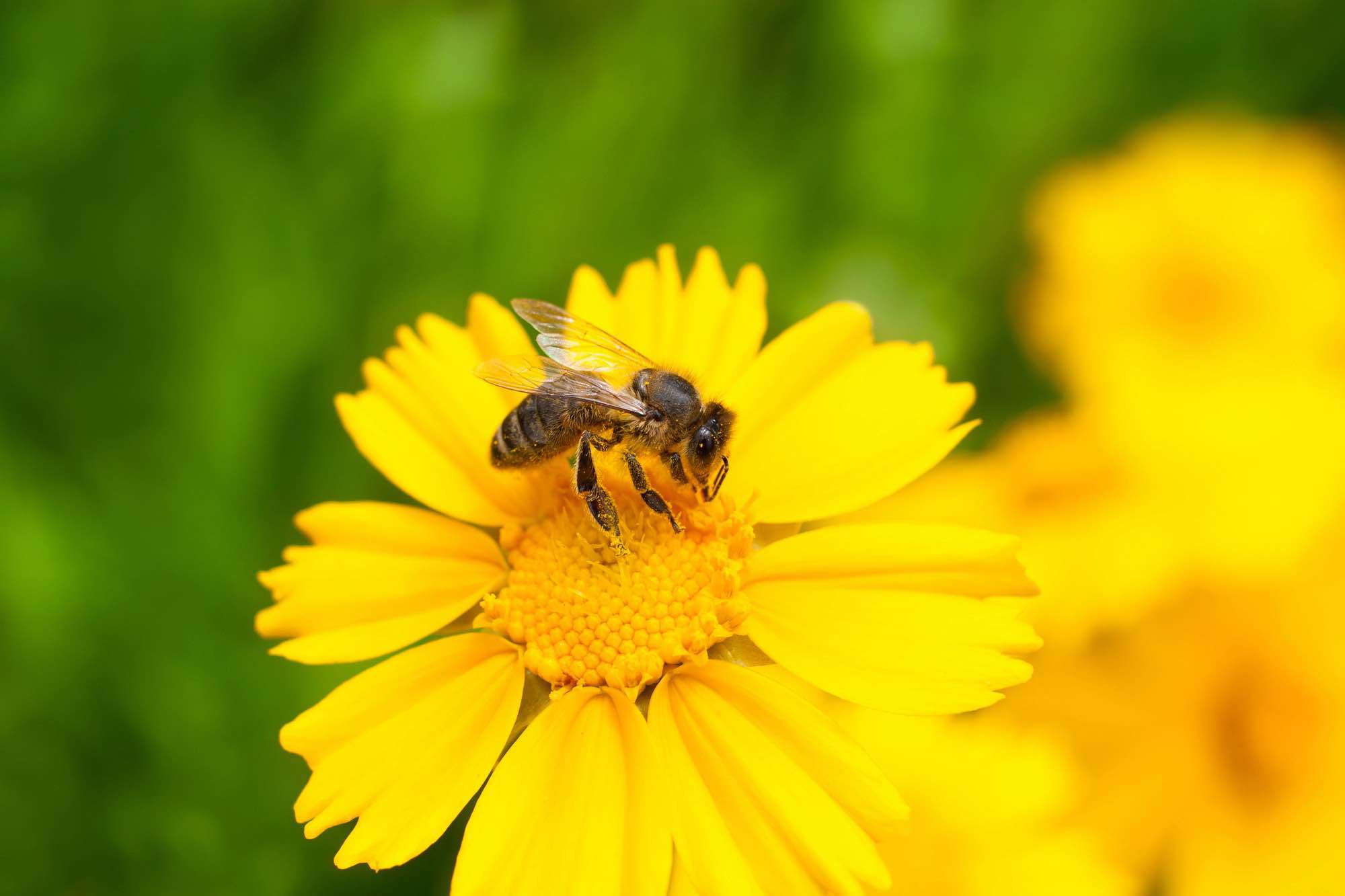 bienenfreundliche blumen liste titelbild