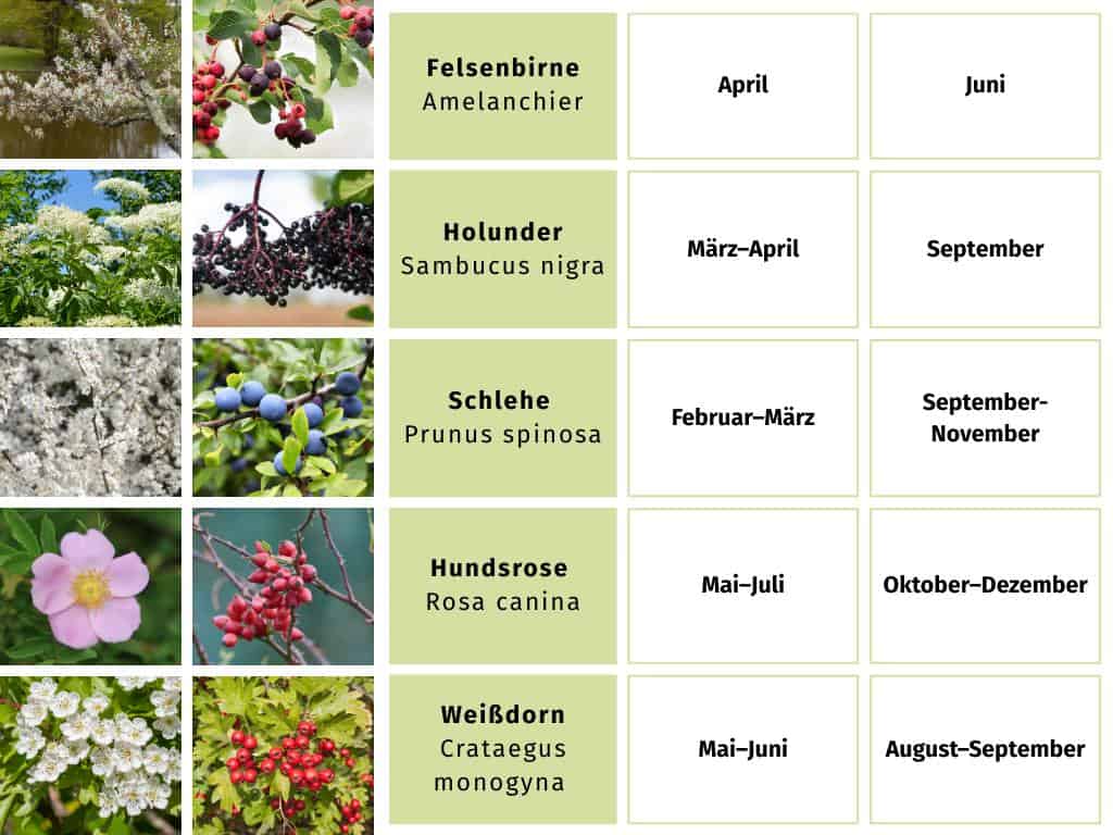 essbare sträucher und bäume übersicht tabelle