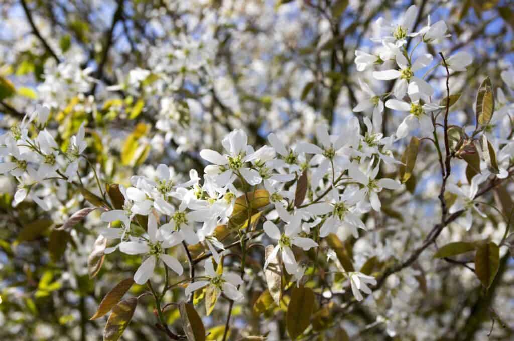 blühende Felsenbirne Amelanchier entwickelt später essbare früchte