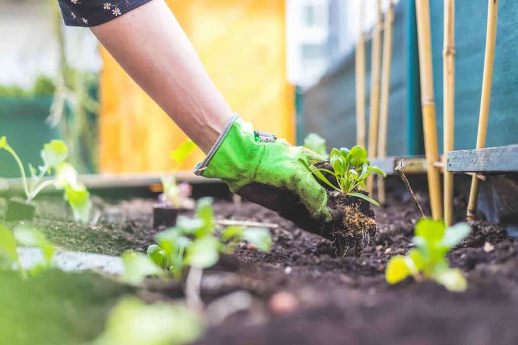 frau pflanzt tomaten setzlinge zur selbstversorgung direkt in hochbeet