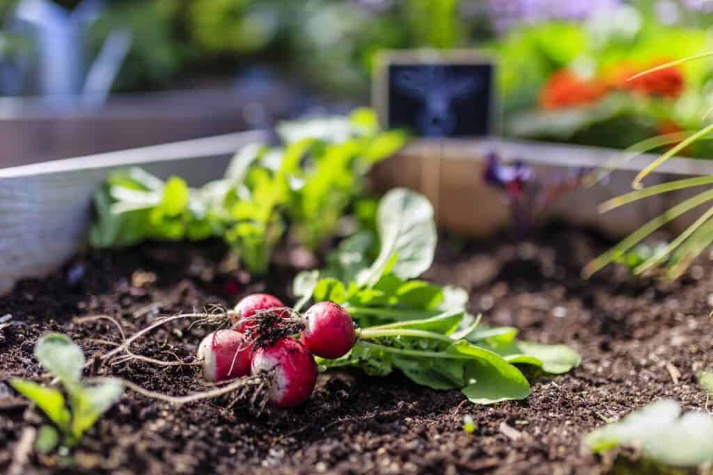 frische geerntete radieschen zur selbstversorgung liegen im beet