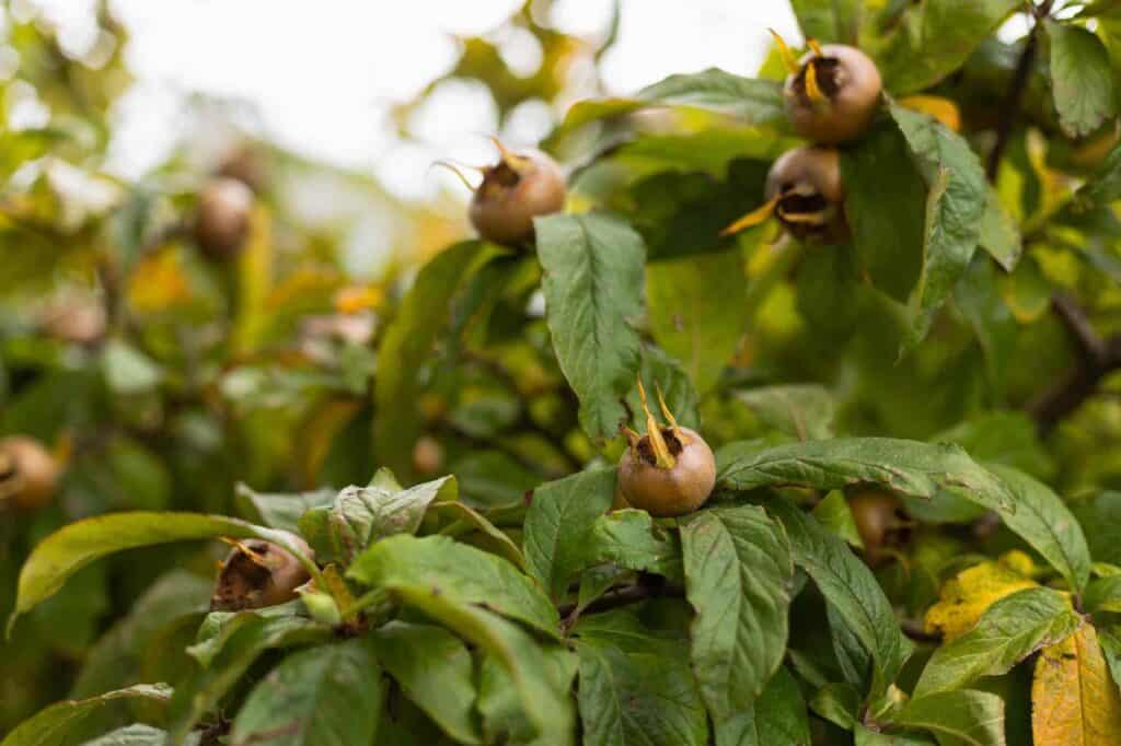 früchte der essbaren wildpflanze Mispel Mespilus germanica