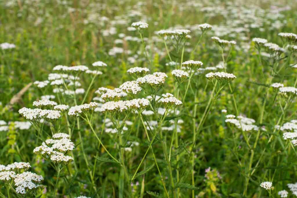 Gemeine Schafgarbe Achillea Millefolium Das Musst Du Wissen gemeine-schafgarbe-achillea-millefolium-das-musst-du-wissen