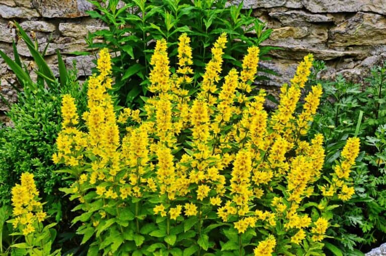 Gilbweiderich (Lysimachia Vulgaris) Alle Infos zur Heilpflanze