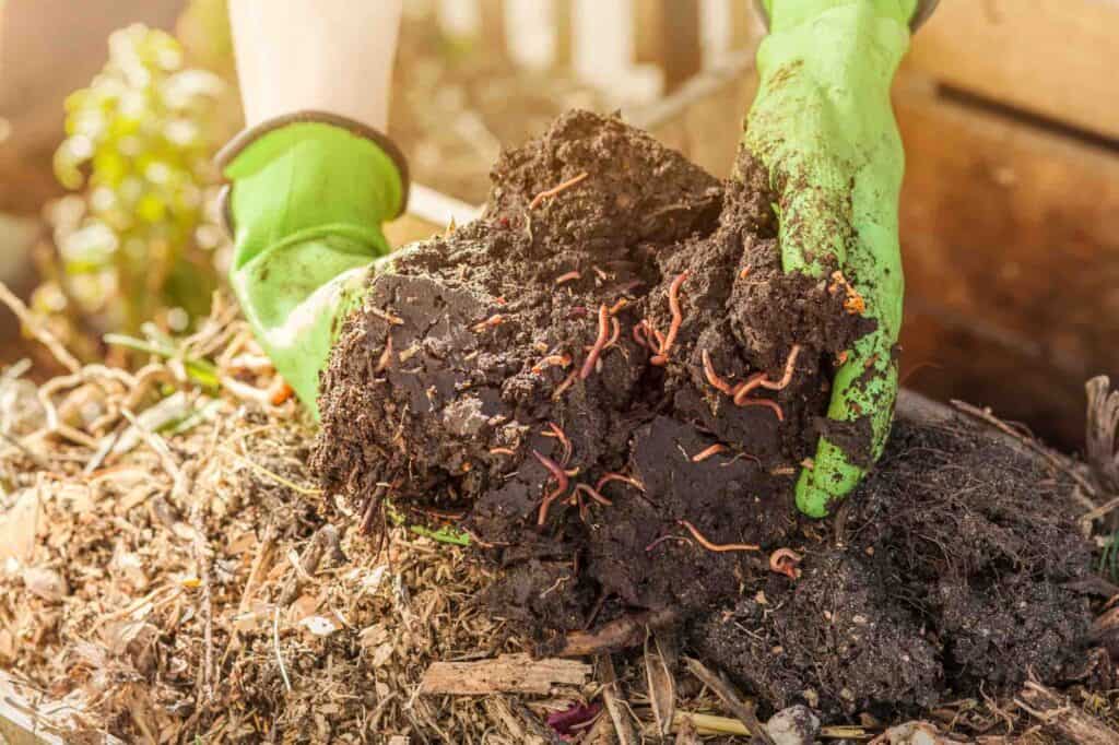 hände zeigen kompost mit bodenlebewesen regenwürmern