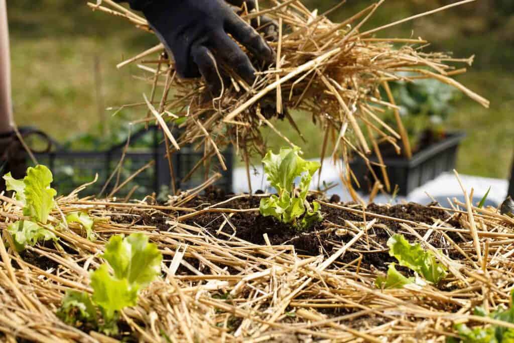 hände verteilen stroh mulchschicht um bodenstruktur zu verbessern