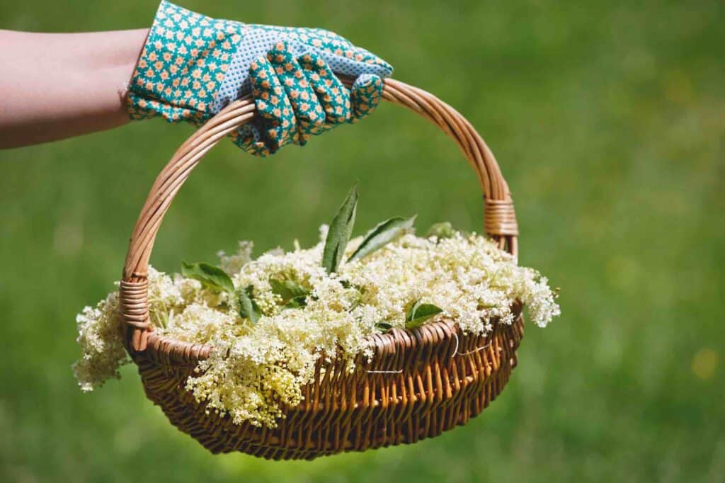 hand mit gartenhandschuh hält korb mit gesammelten holunderblüten im garten