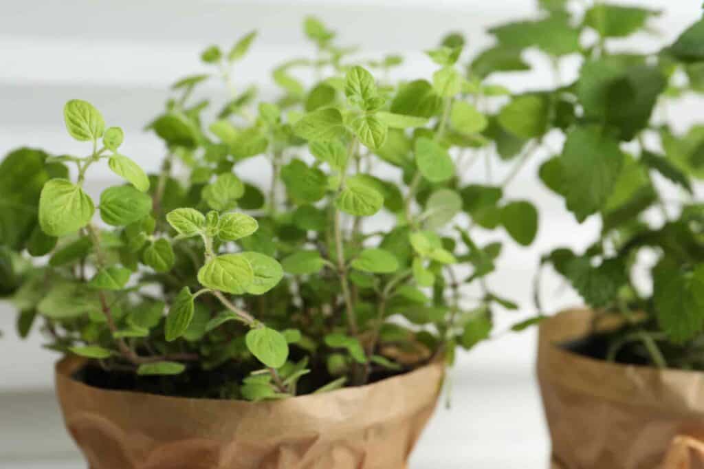 heillkräuter oregano und melissa im topf auf der fensterbank