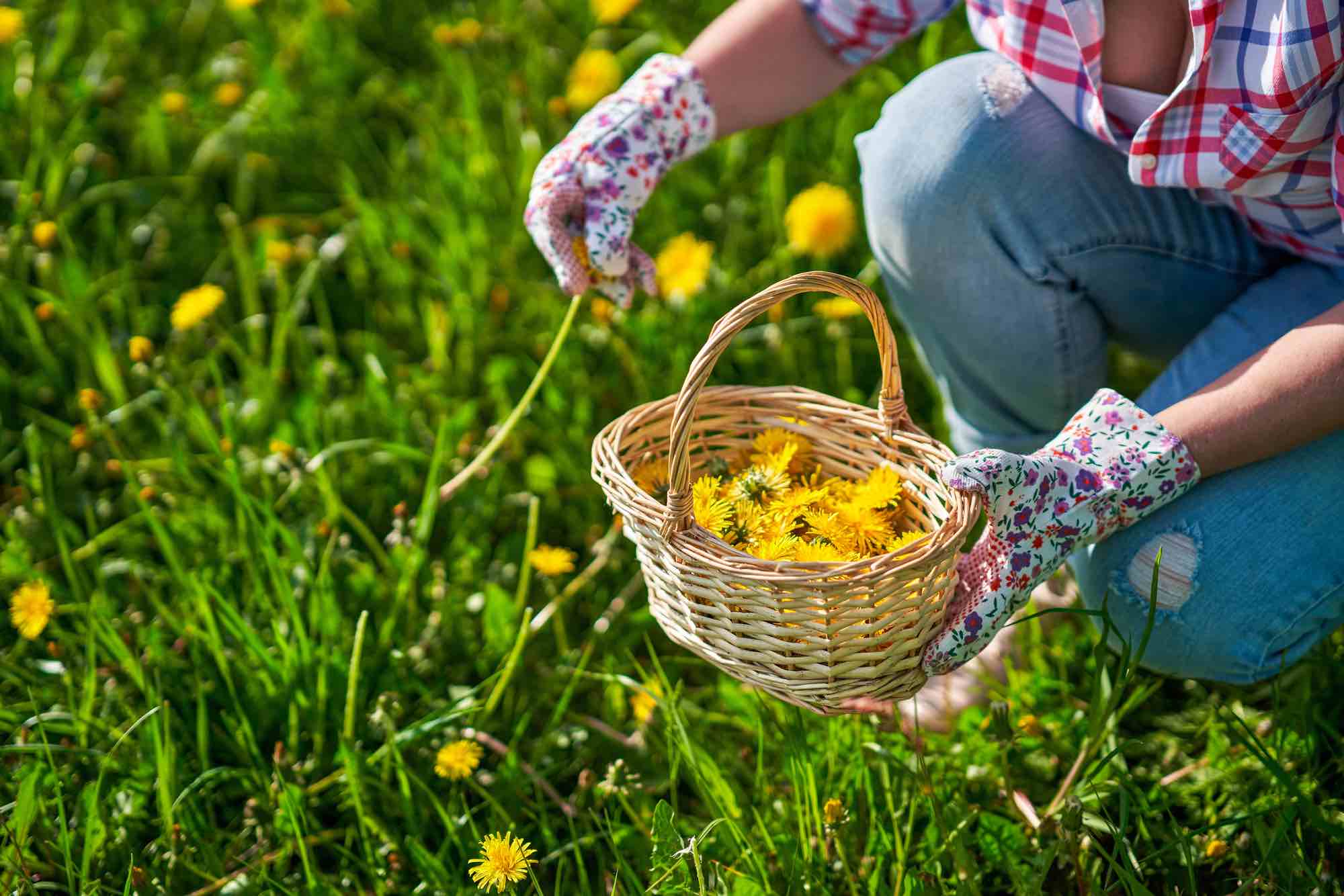 frau sammelt wildpflanzen im garten löwenzahn mit gartenhandschuhen und korb