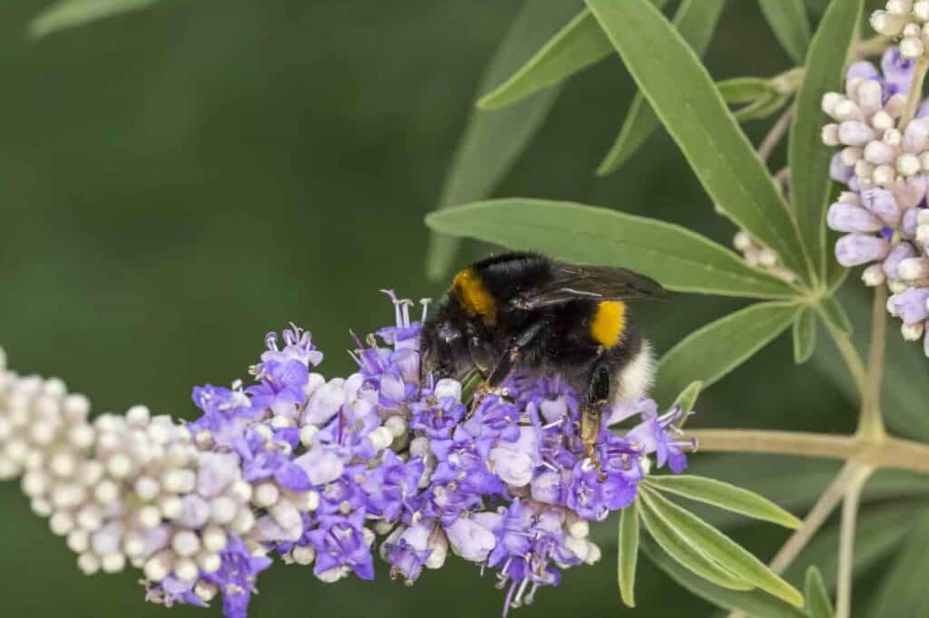 hummel auf violetten blüten der mönchspfeffer pflanze