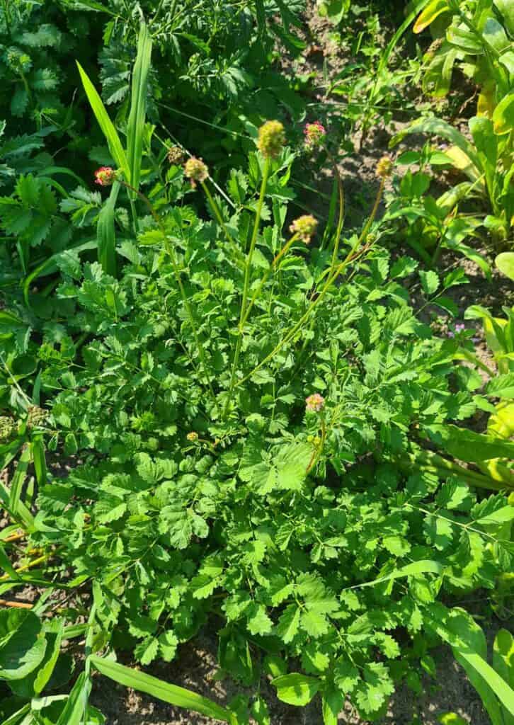 kleiner wiesenknopf Staude