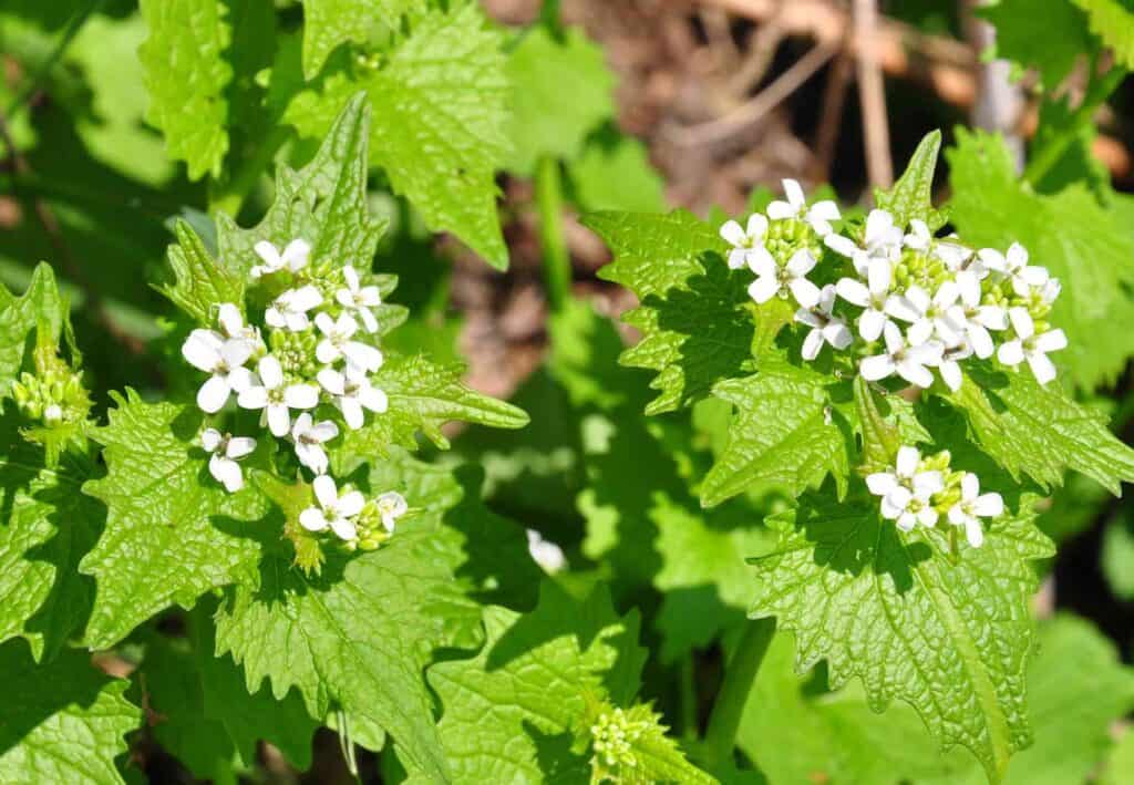 knoblauchrauke verwechslungsgefahr große klette