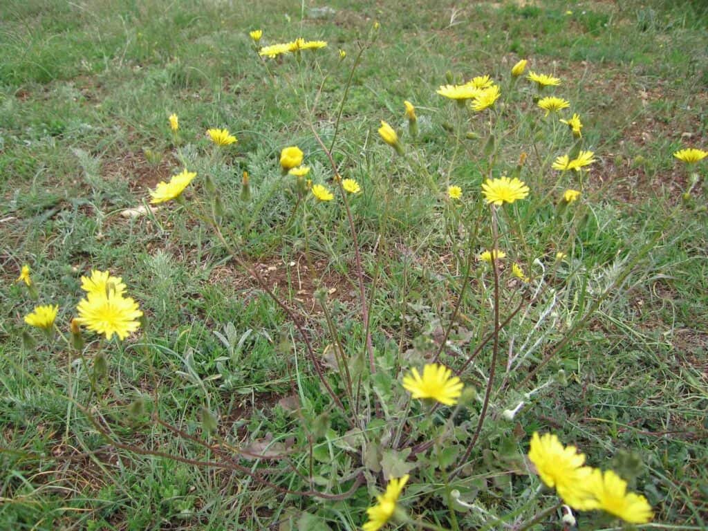 pusteblume ferkelkraut im garten