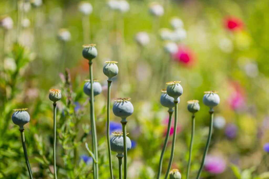 samenkapsel bestimmen mohn