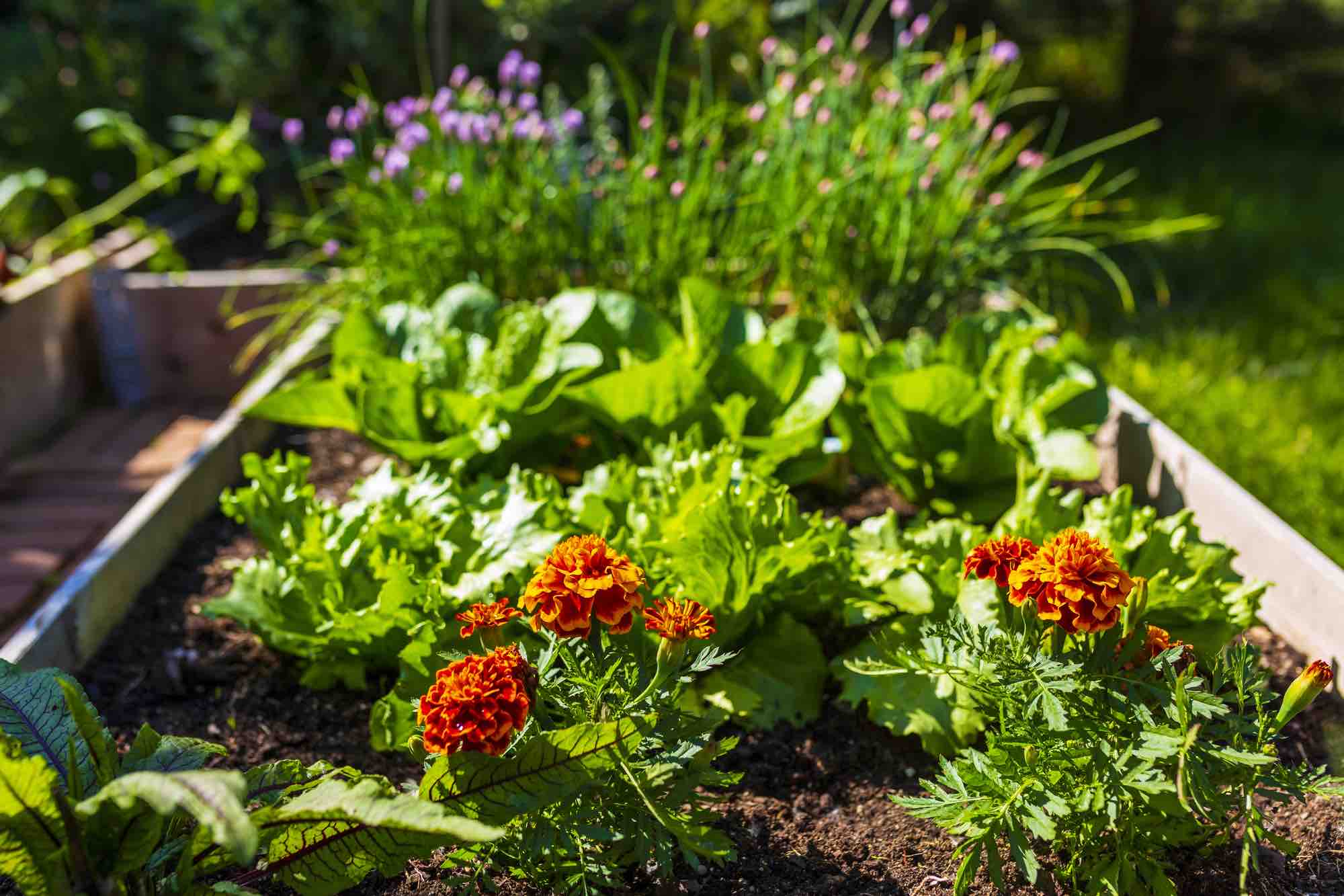 selbstversorgung im juni gemüsebeet mit salaten und blumen