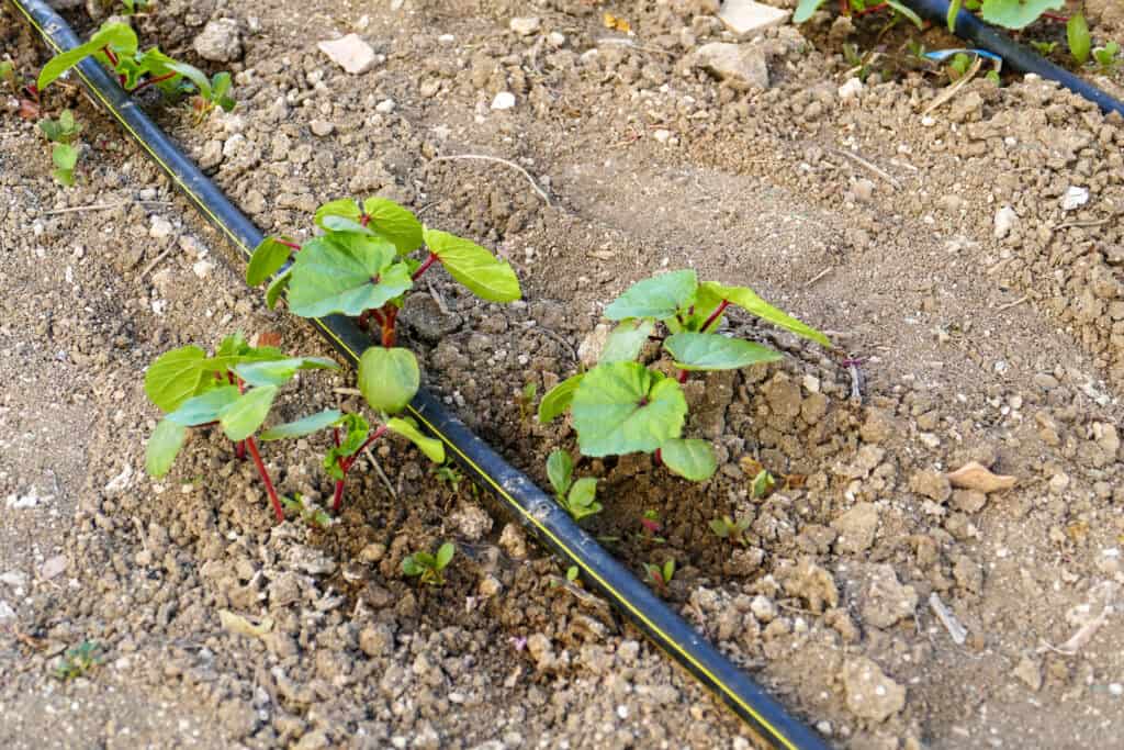 tropfbewaesserungssystem mit schlauch bei okra schoten sproesslingen im garten