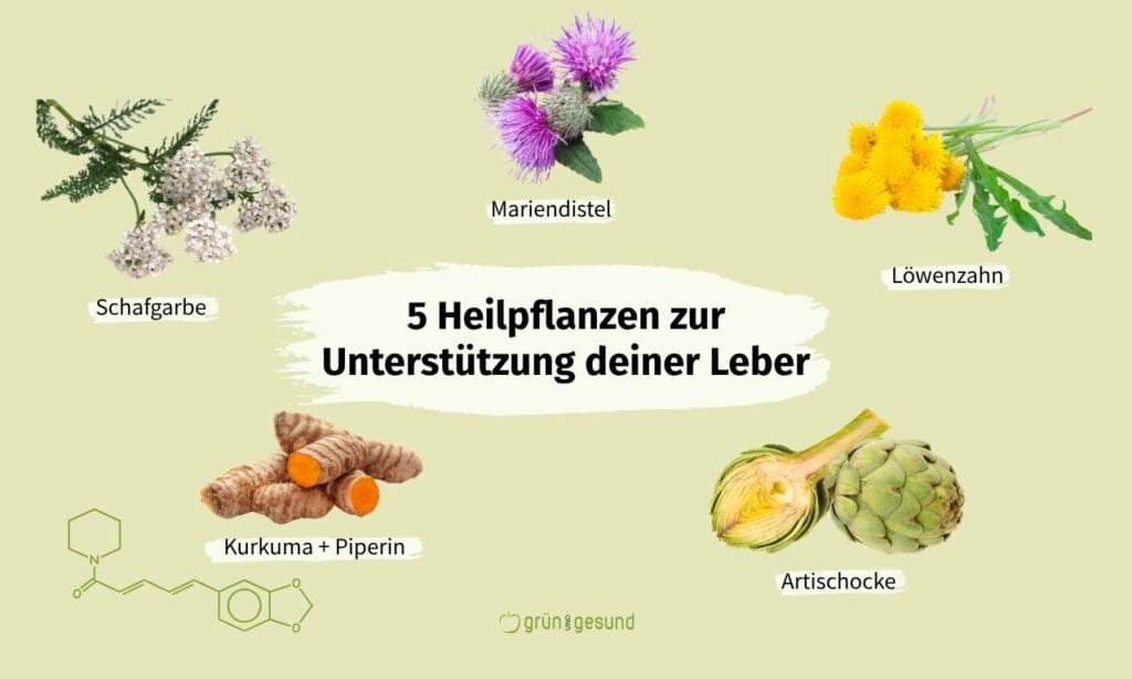 übersicht Heilpflanzen für eine gesunde leber