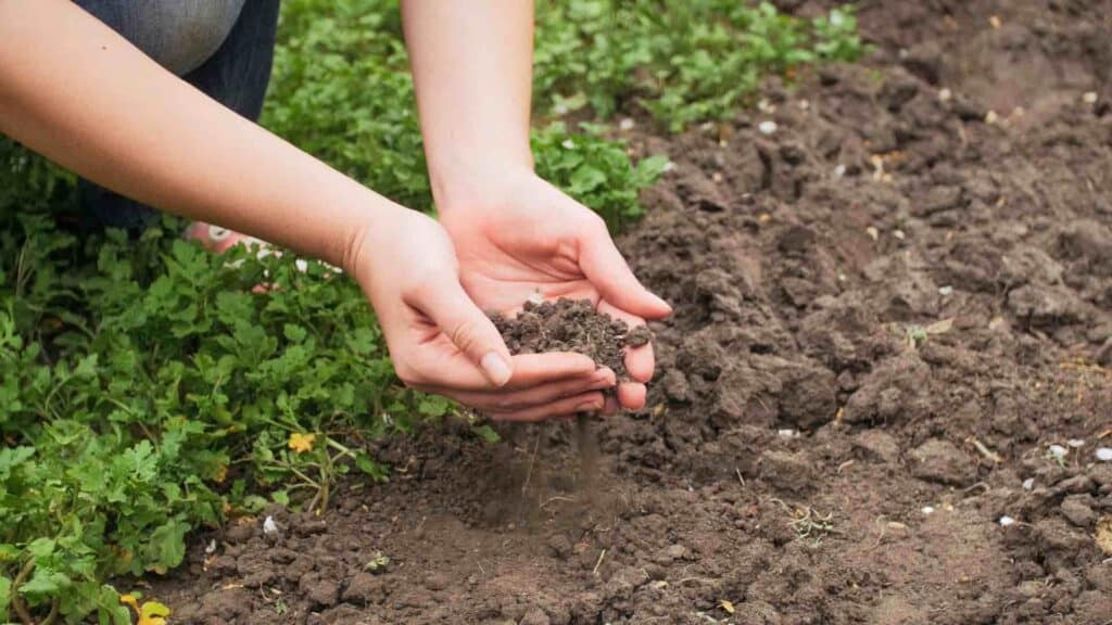 weibliche hände verteilen humus als natürlichen dünger