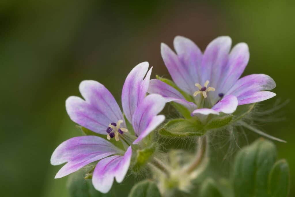 weicher storchschnabel blüte