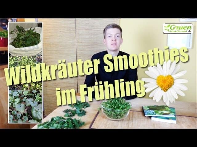 Wildkräuter für den Grünen Smoothie im Frühling