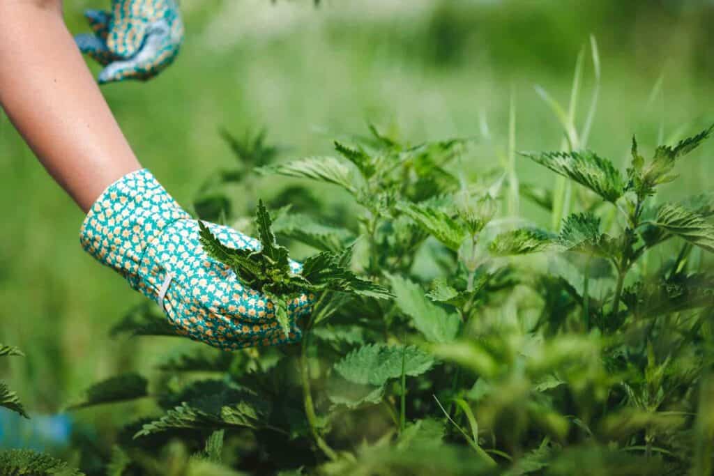 frau sammelt brennessel blätter der wildpflanze im garten