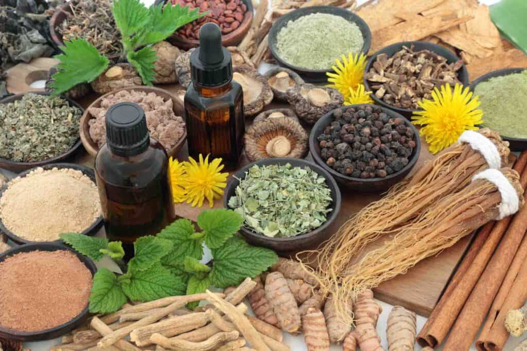 adaptogene wildpflanzen kräuter und pulver liegen nebeneinander